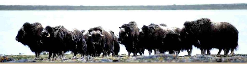Musk Ox