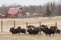 Musk Ox Farm Musk Ox Farm