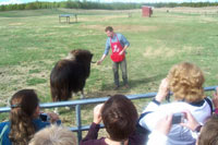 Musk Ox Farm Tour Musk Ox Farm Tour