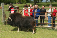 Musk Ox Farm Tour Musk Ox Farm Tour