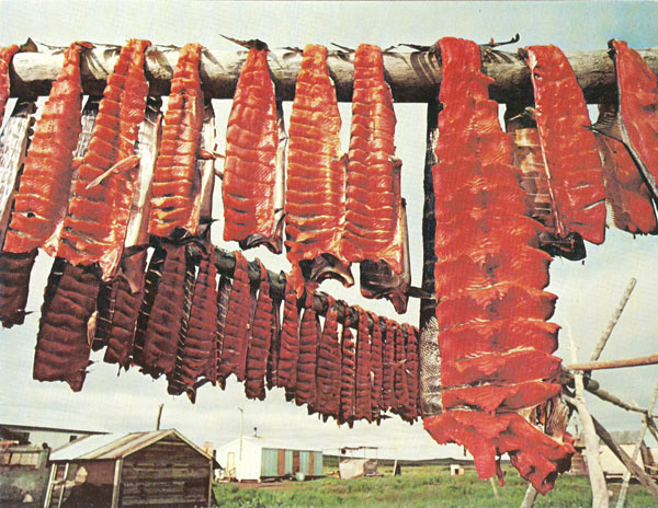 Subsistence Living - Drying Salmon (click to enlarge)
